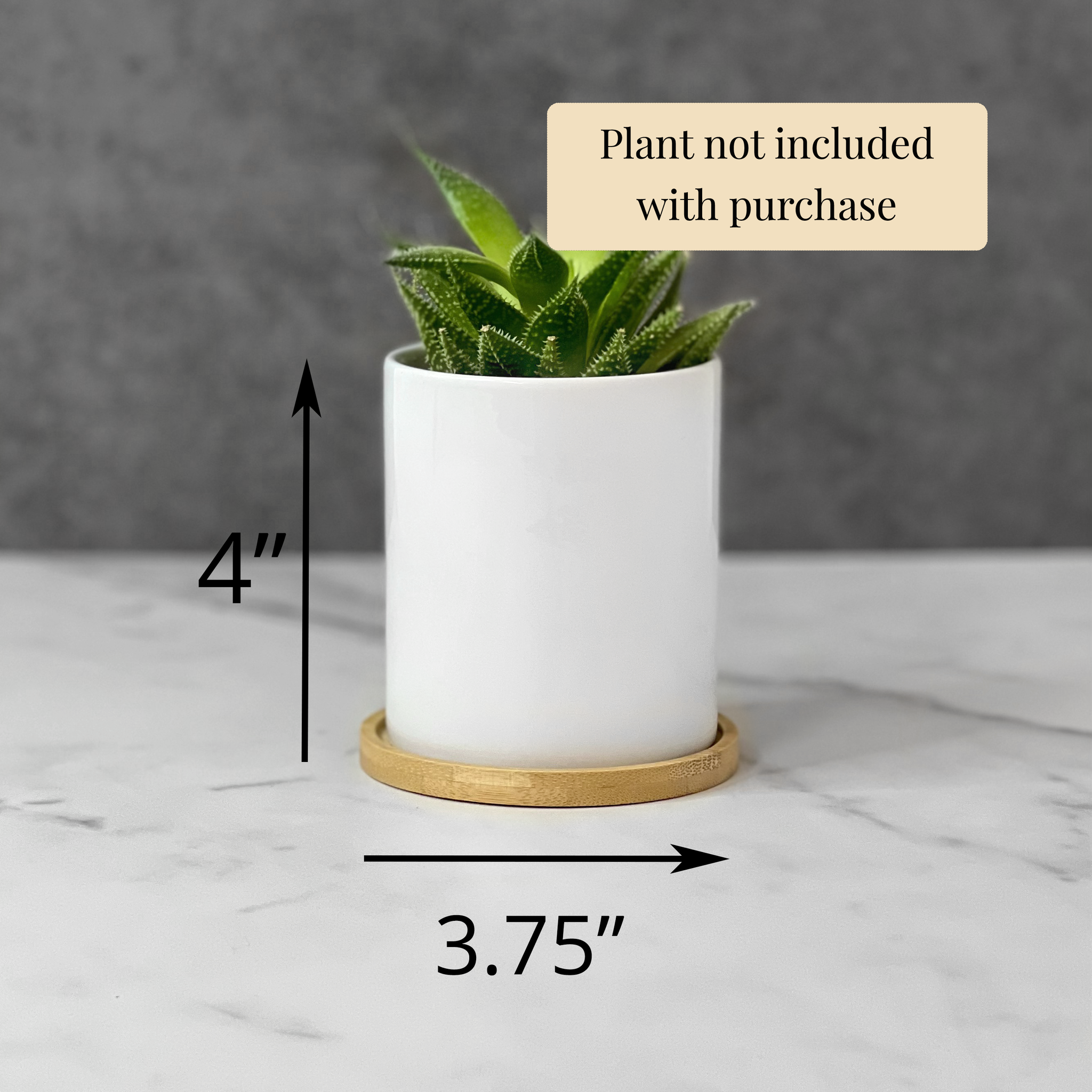 aloe you vera much planter Aloe You Very Much Planter