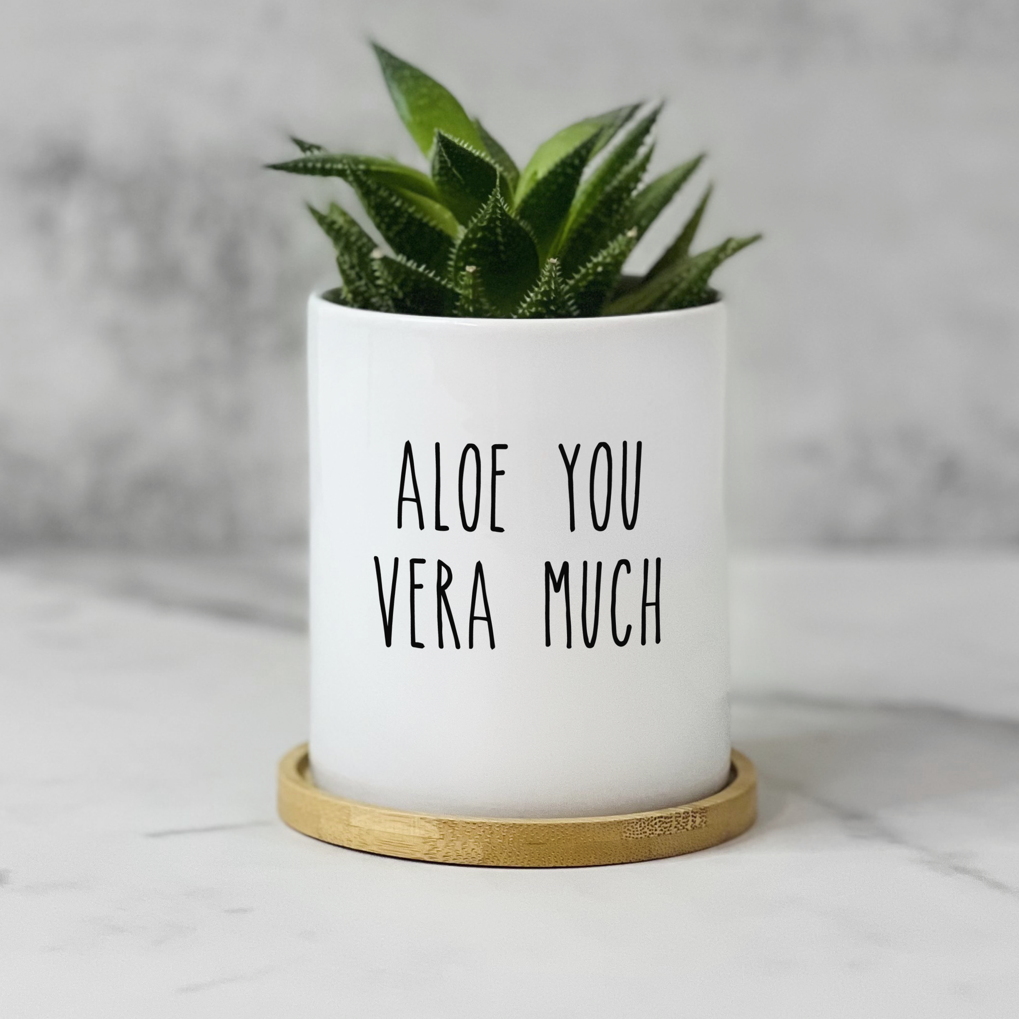 aloe you vera much plant Aloe You Very Much Planter